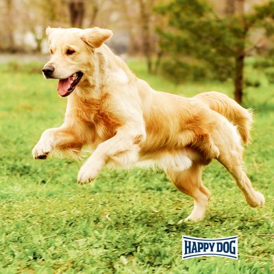 Chien retriever beige courant sur l’herbe, logo Happy Dog visible en bas de l’image.
